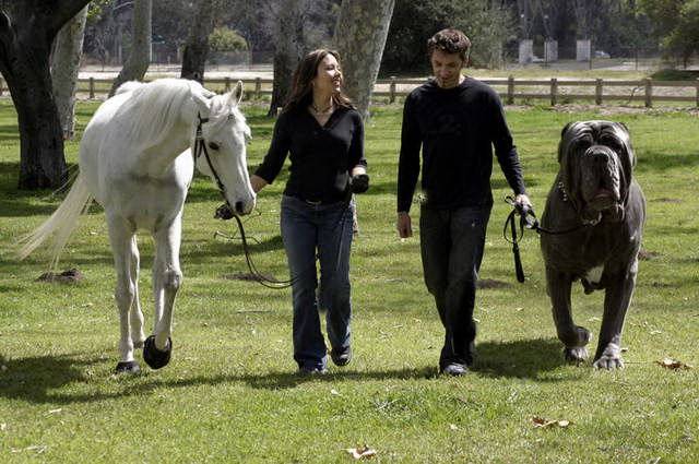 Le livre Guinness des records a récemment attribué le prix du plus gros
chien du monde à Hercule. 
Hercule est un Mastiff anglais et pèse 128 kg pour 97 cm au garrot.
Avec des pattes aussi large qu'une balle de softball (selon the Boston
Herald), le monstre de 3 ans est de loin plus grand et plus lourd que   ceux de sa race, dont la limite pondérale est de 90 kg.
Le propriétaire d'Hercule, M.FLYNN, déclare que son poids est naturel et   ne découle pas d'un régime particulier:
Je l'ai nourri avec de la nourriture normale et il a simplement grossi,   et grossi, et grossi!